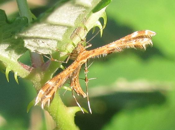 Pterophoridae da ID (1)